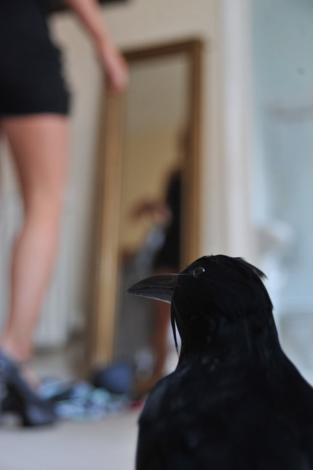 Bird Watching Part 2
